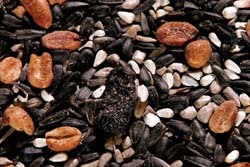 Spring Nesting Blend