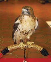 Redtail Hawk 